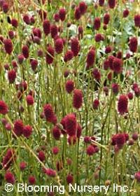 Sanguisorba officinalis 'Tanna'